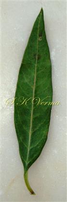  Leaf (Adaxial view)